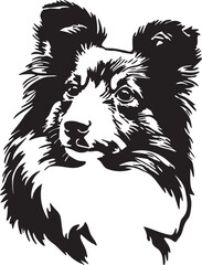 Sheltie dog portrait