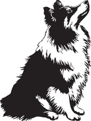 Sheltie dog vector illustration