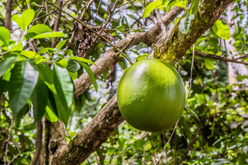 Calabash tree (Crescentia cujete) near Pucallpa, Peru. Locally called wingo.