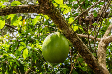 Calabash tree (Crescentia cujete) near Pucallpa, Peru. Locally called wingo.