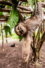 Brown-throated sloth (Bradypus variegatus) in a forest near Pucallpa, Peru © Matyas Rehak