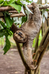 Fototapeta premium Brown-throated sloth (Bradypus variegatus) in a forest near Pucallpa, Peru