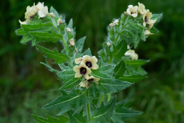 field plant with yellow flowers