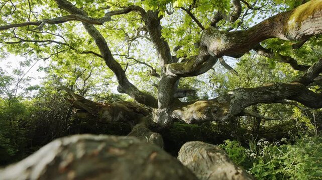 A large tree with a trunk that is twisted and gnarled. The tree is sur