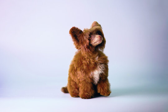Charming puppy of a long-haired Chinese crested dog of chocolate color - Powered by Adobe