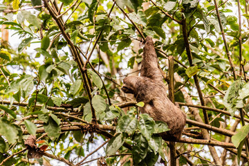 Brown-throated sloth (Bradypus variegatus) in a forest near Pucallpa, Peru