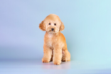 A poodle puppy sits after a haircut, grooming. The concept of dog care