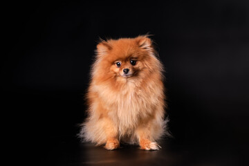 Dog Pomeranian spitz on Isolated Black Background in studio