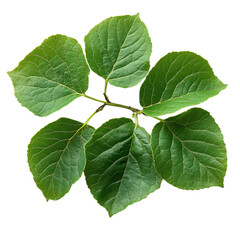 Fototapeta premium Basswood Linden Leaf isolated on transparent background