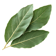 Obraz premium Bay Leaf isolated on transparent background