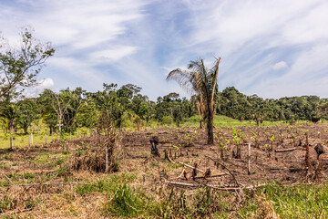 Deforestation of the Amazon rainforest in Huanuco region of Peru