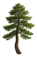 Lush green pine tree with a curved trunk and dense needle-like foliage, exuding natural elegance on transparent background.