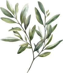 Watercolor illustration of detailed olive branches with lush green leaves and intricate watercolor brushstrokes - vector illustration