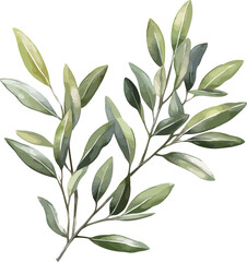 Watercolor illustration of simple and elegant olive branches with soft, natural green tones - vector illustration