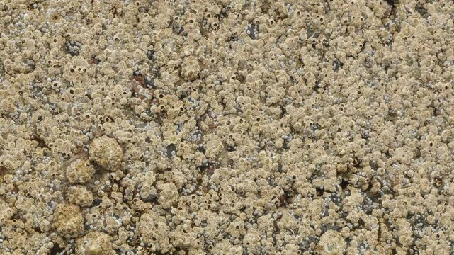 Acorn Barnacles above sea on the harbour wall close up stock footage
