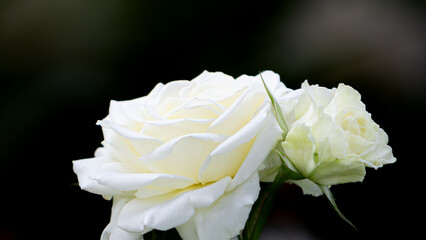 중랑천장미축제의 장미