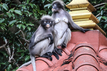 Two spectacled langur (dusky leaf monkey) females sitting on a temple roof with calm, watchful expressions