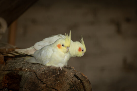two Cockatiel birds sitting on a branch