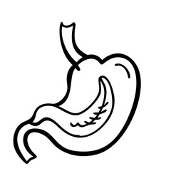 hand-drawn sketch human intestine illustration