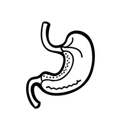 hand-drawn sketch human intestine illustration