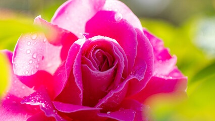 중랑천장미축제의 장미