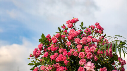 중랑천장미축제의 장미