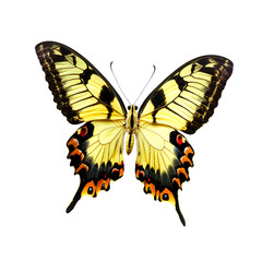 Butterfly – Colorful Insect Isolated PNG