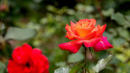 중랑천장미축제의 장미