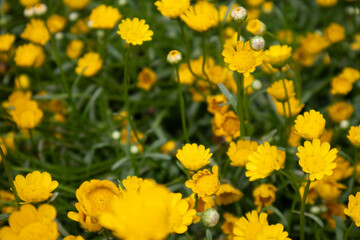 Fototapeta premium Field of blooming yellow daisies in spring with soft natural light and green foliage