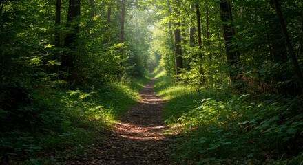 Sun-Dappled Forest Trail Through Lush Green Woods in Early Morning