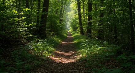 Obraz premium Sun-Dappled Forest Trail Through Lush Green Woods in Early Morning