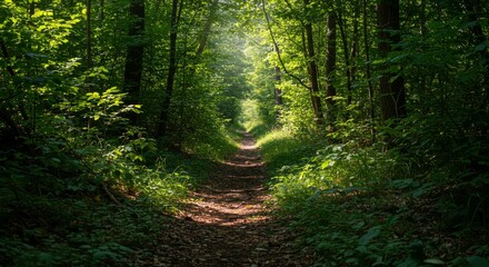 Obraz premium Sun-Dappled Forest Trail Through Lush Green Woods in Early Morning