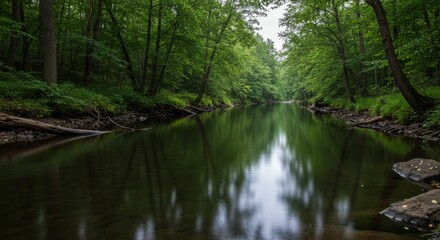 Serene Forest River with Smooth Flowing Water and Reflections