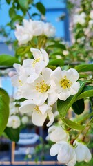 Close-up view of apple tree with small blossom flowers with fragile white petals and yellow pollen with fresh green leaves and buds in spring in city or town garden in front of glass window building