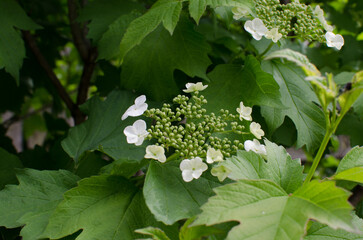 Viburnum plant blooming, spring, young flowers