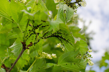 Aphid beetle feeds on plant leaves, ants
