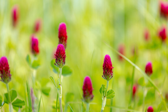 Selective focus of wild flowers in the field, Red feather clover (Purpere klaver) Trifolium rubens is a species of flowering plant belonging to the family Fabaceae, Nature floral pattern background.