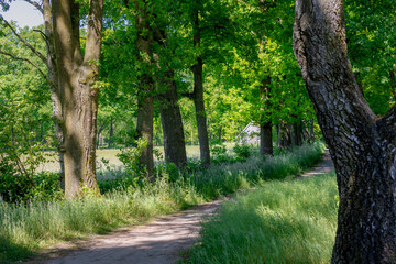 Countryside landscape in spring, Nature gravel path with green grass and trees trunks in the forest, Gelderland province in the centre-east of the country, The border between Netherlands and Germany.