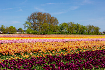 Row or line of multicolor tulip flowers on field in countryside farm, Tulips are plants of the genus Tulipa, Spring-blooming perennial herbaceous bulbiferous geophytes, Netherlands, Nature background.