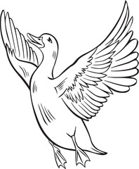 Duck line art work, vector illustration of a bird with open wings and feathers,
