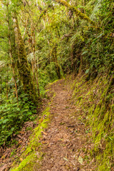 Hiking trail to Abra Esperanza in Yanachaga–Chemillen National Park, Peru