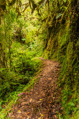 Hiking trail to Abra Esperanza in Yanachaga–Chemillen National Park, Peru