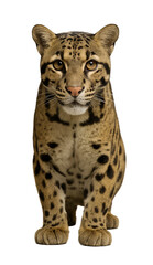 Naklejka premium Clouded Leopard Sitting Facing Forward White Background