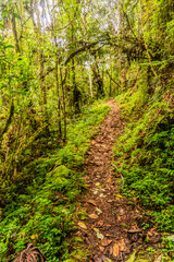 Hiking trail to Abra Esperanza in Yanachaga–Chemillen National Park, Peru