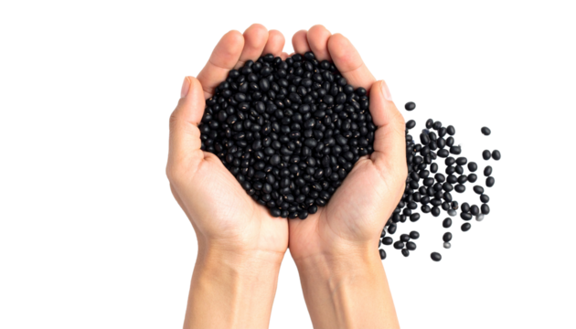 Black soybean seeds on both hands, isolated on transparent background