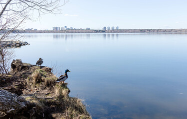 Ducks resting by calm lake with reflections of city skyline in the background and clear sky