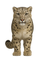 Snow Leopard Standing Facing Forward White Background