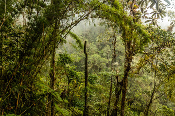 Cloud forest of Yanachaga–Chemillen National Park, Peru