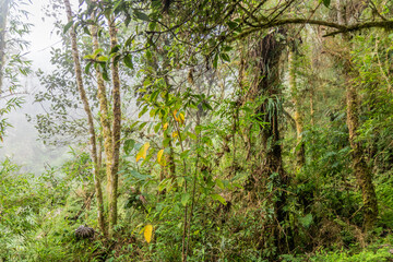 Obraz premium Cloud forest of Yanachaga–Chemillen National Park, Peru