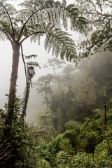 Naklejka premium Cloud forest of Yanachaga–Chemillen National Park, Peru